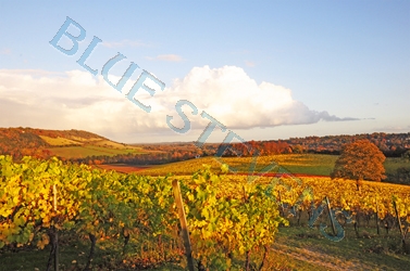 denbies vineyard looking west